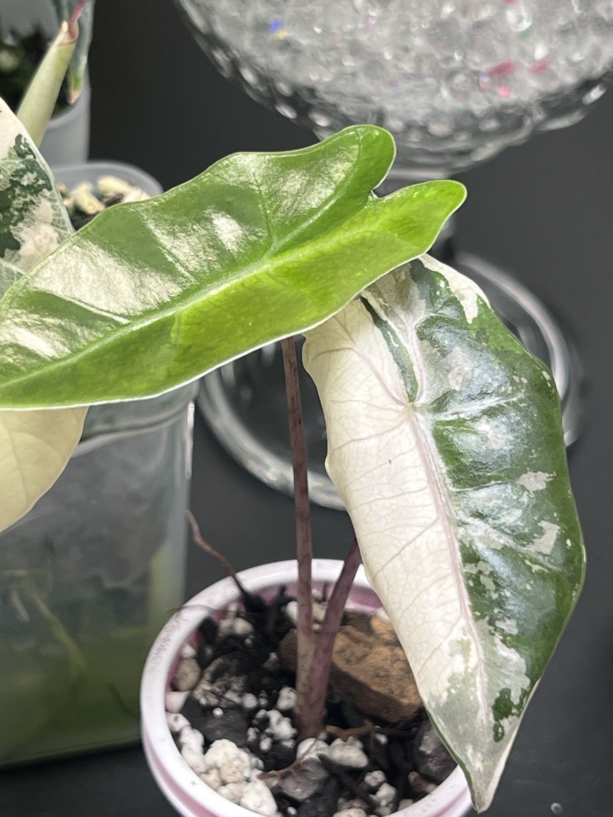 Alocasia Starter Bundle
