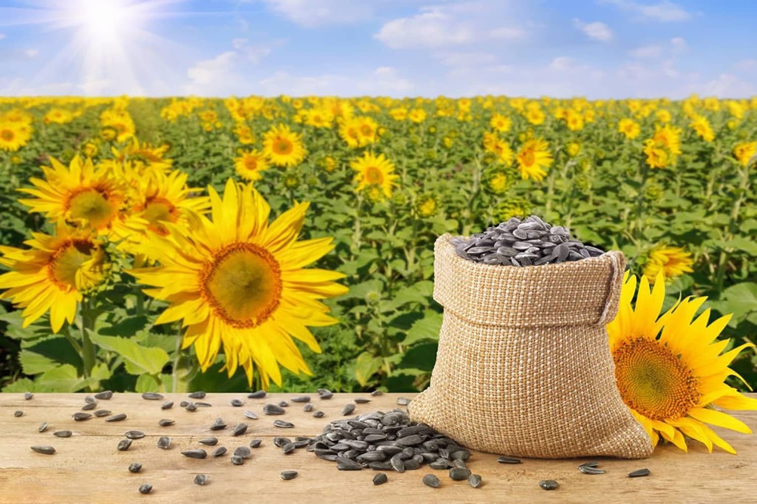 1000+ Sunflower Seeds for Planting Heirloom