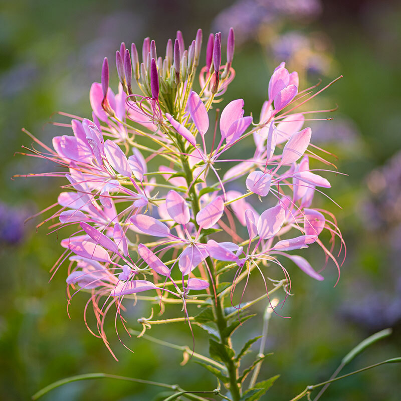 CLEOME ‘QUEEN ROSE’ Cleome hassleriana 100 SEEDS