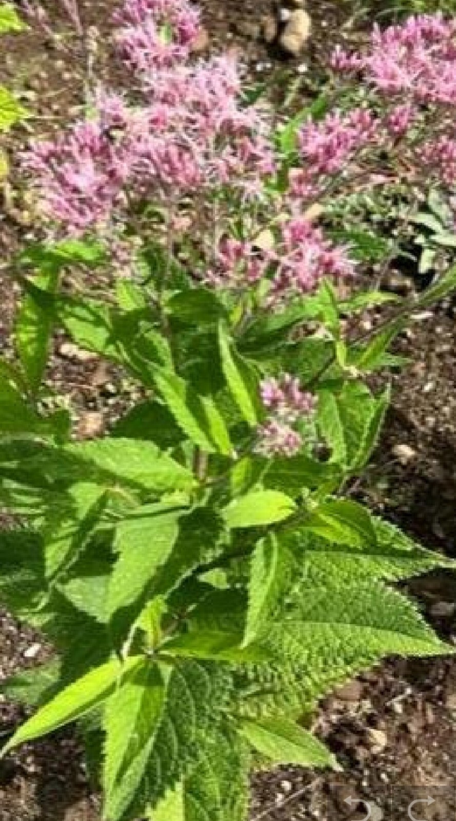 Gravel Root, Joe Pye Weed (Eutrochium purpureum) SEEDS