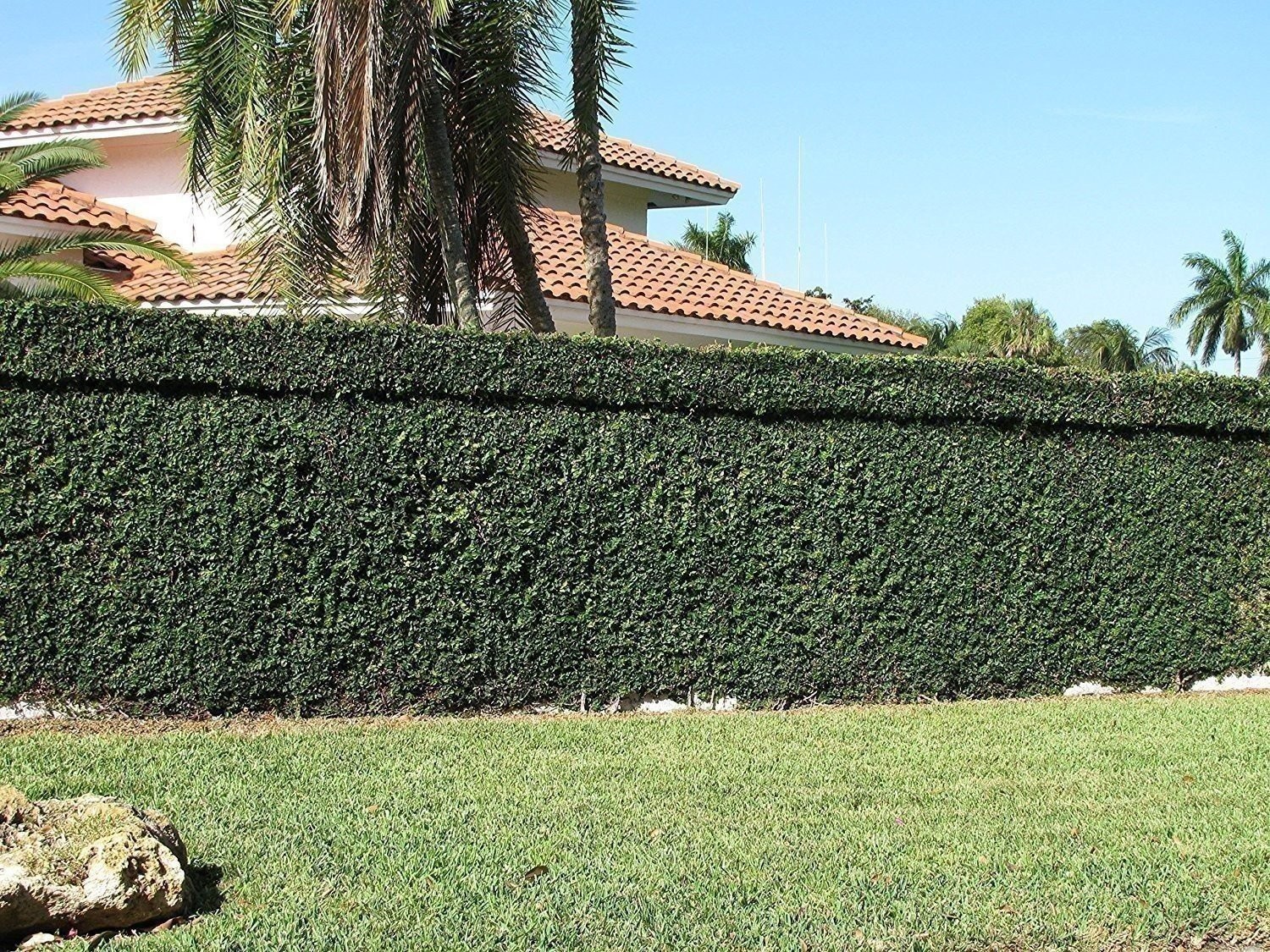 Creeping Fig Plant Ficus Pumila Climbing Vine – 30 Live Fully Rooted Plants