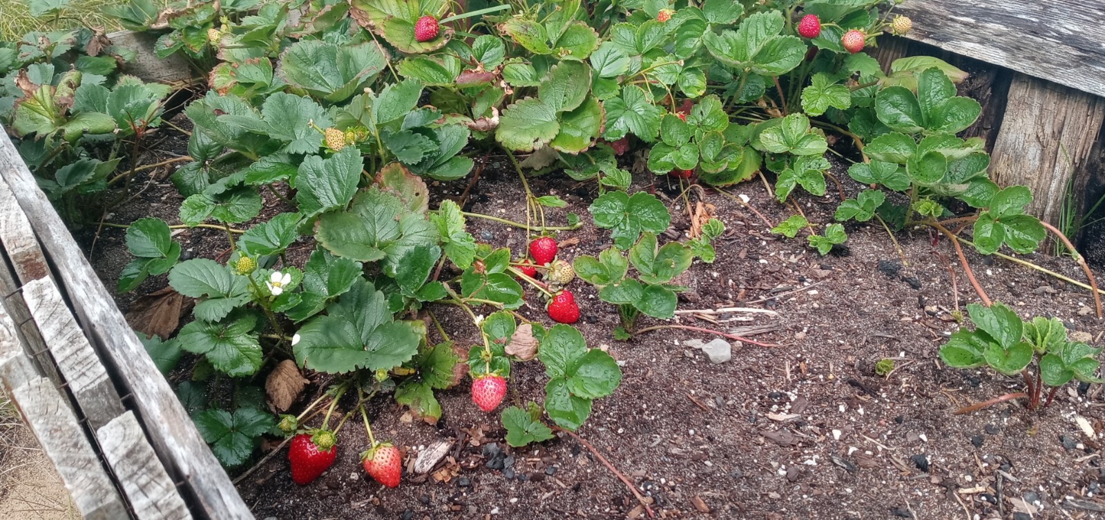 All Natural Michigan Wild Perennial Strawberry Seeds