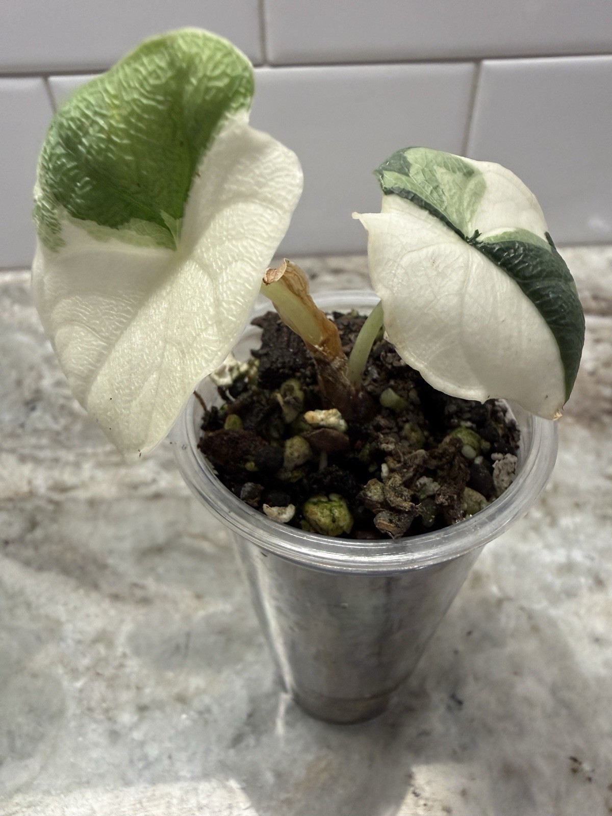 Melo Albo Alocasia