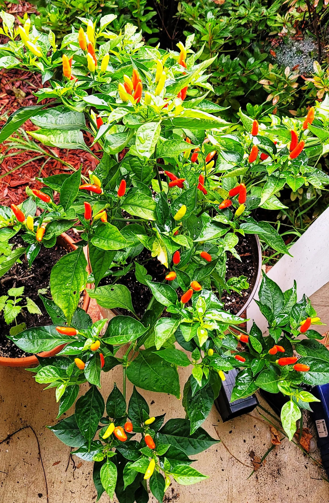 Tabasco Hot Pepper Seeds – For 2026 Planting 5,000 Scoville Spicy Red Green Hot