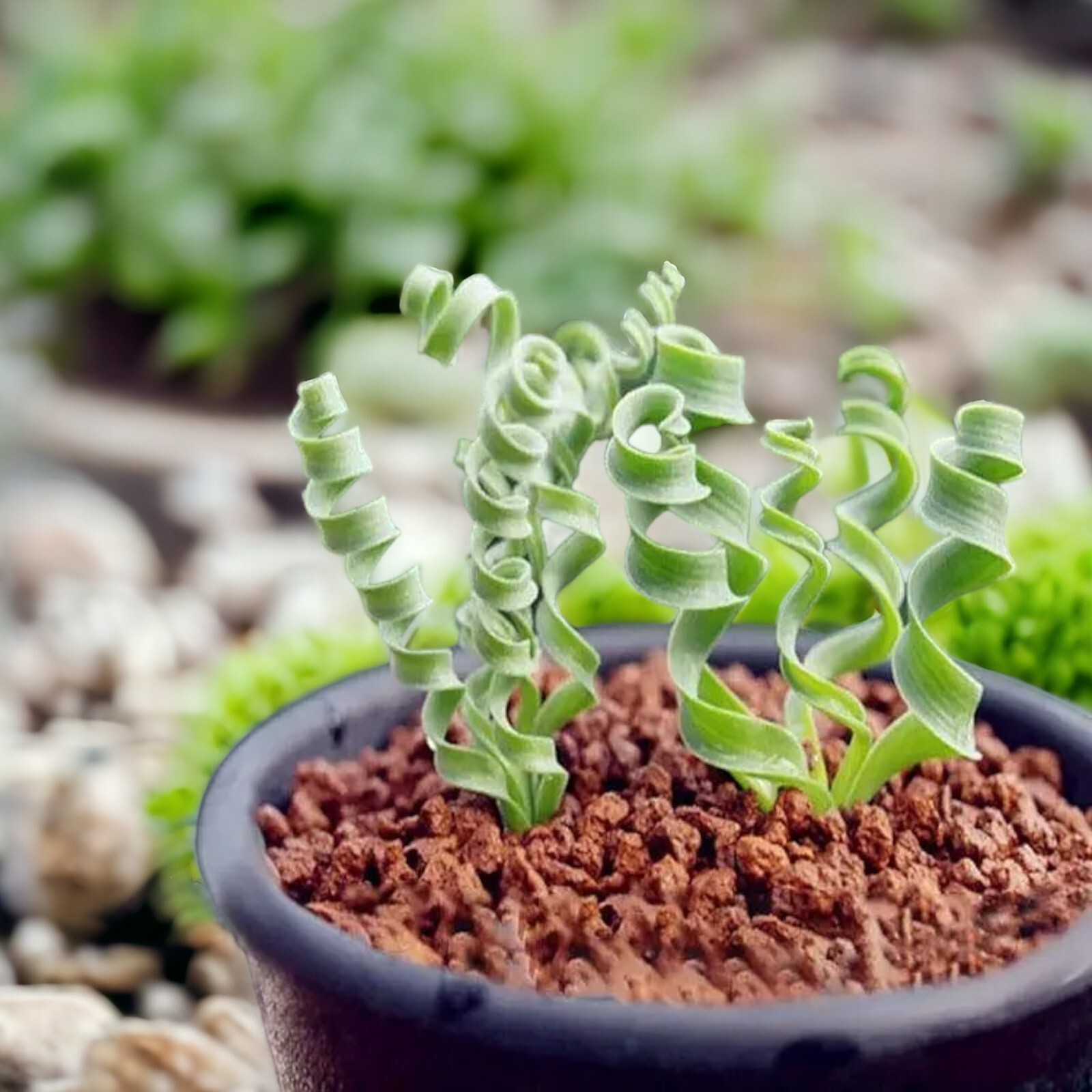 Transform Your Garden with 100PCS/Bag Spiral Grass Seeds – Green Succulents