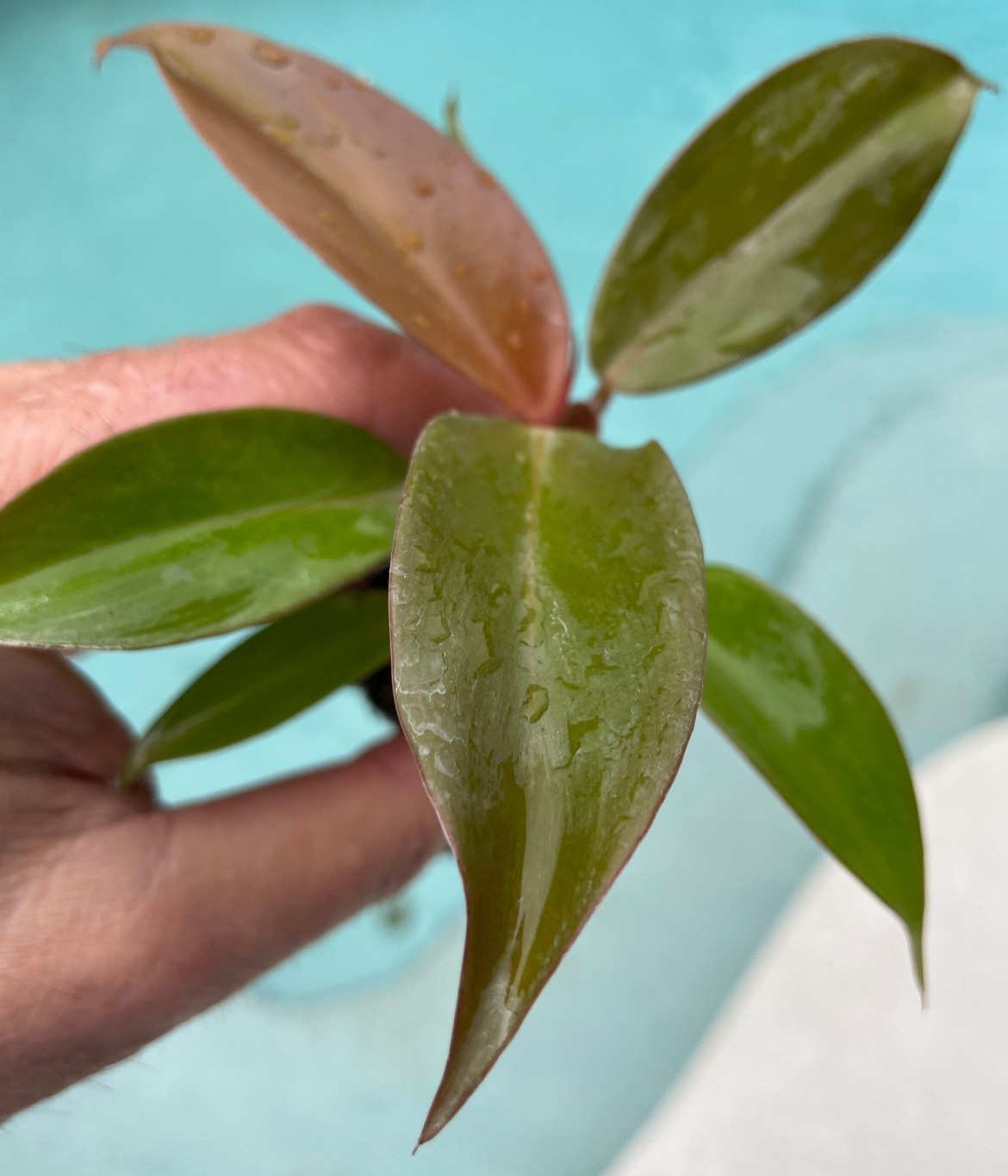 Philodendron Red Sun 3 Pack Starter Plants Live Rare Aroid Houseplant Gift