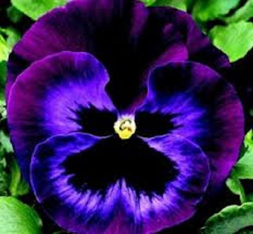 NEW! 30+ PANSY KARMA VIOLET WITH FACE FLOWER SEEDS