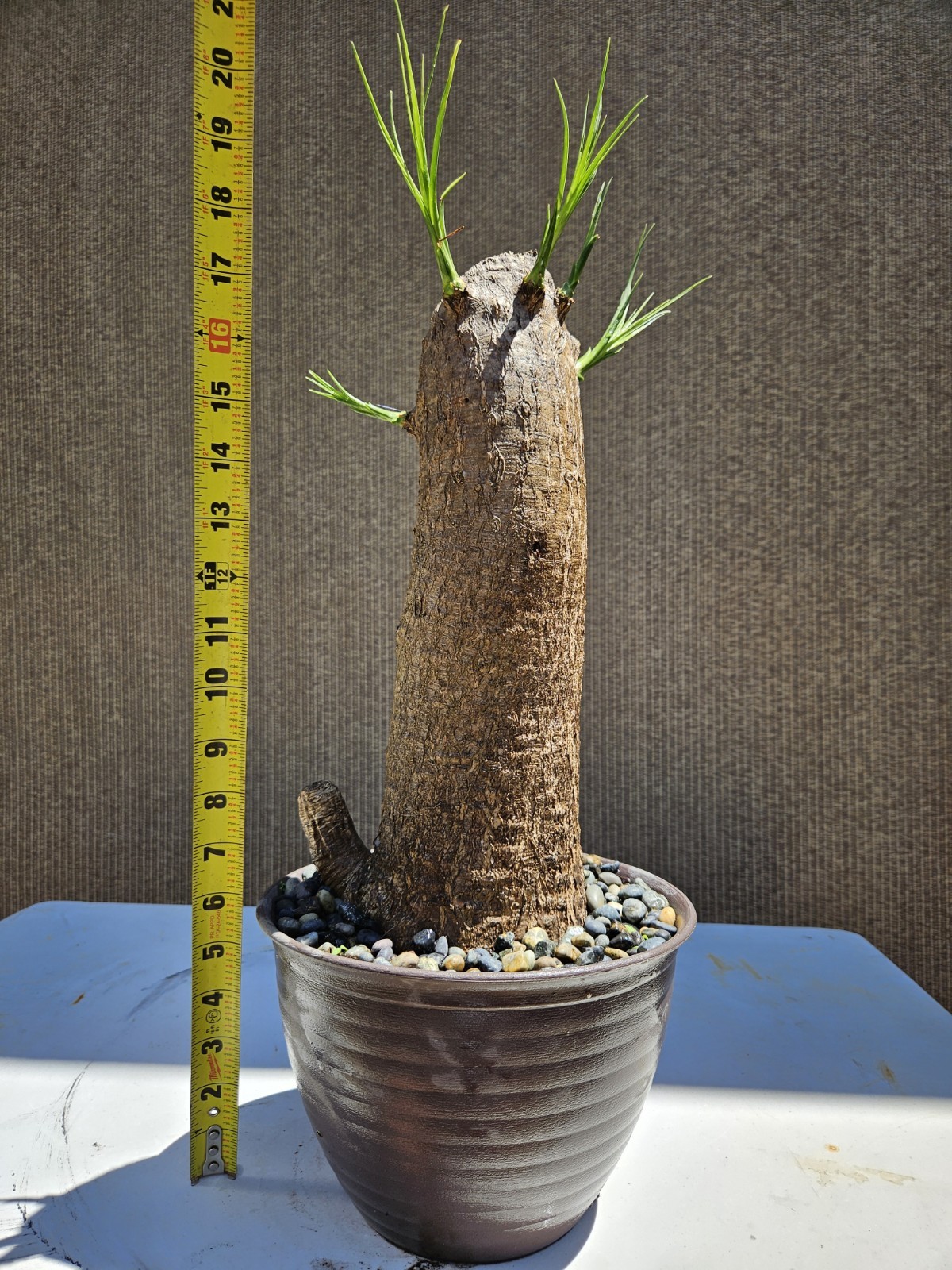 Ponytail Palm Bonsai Tree,,, SALE