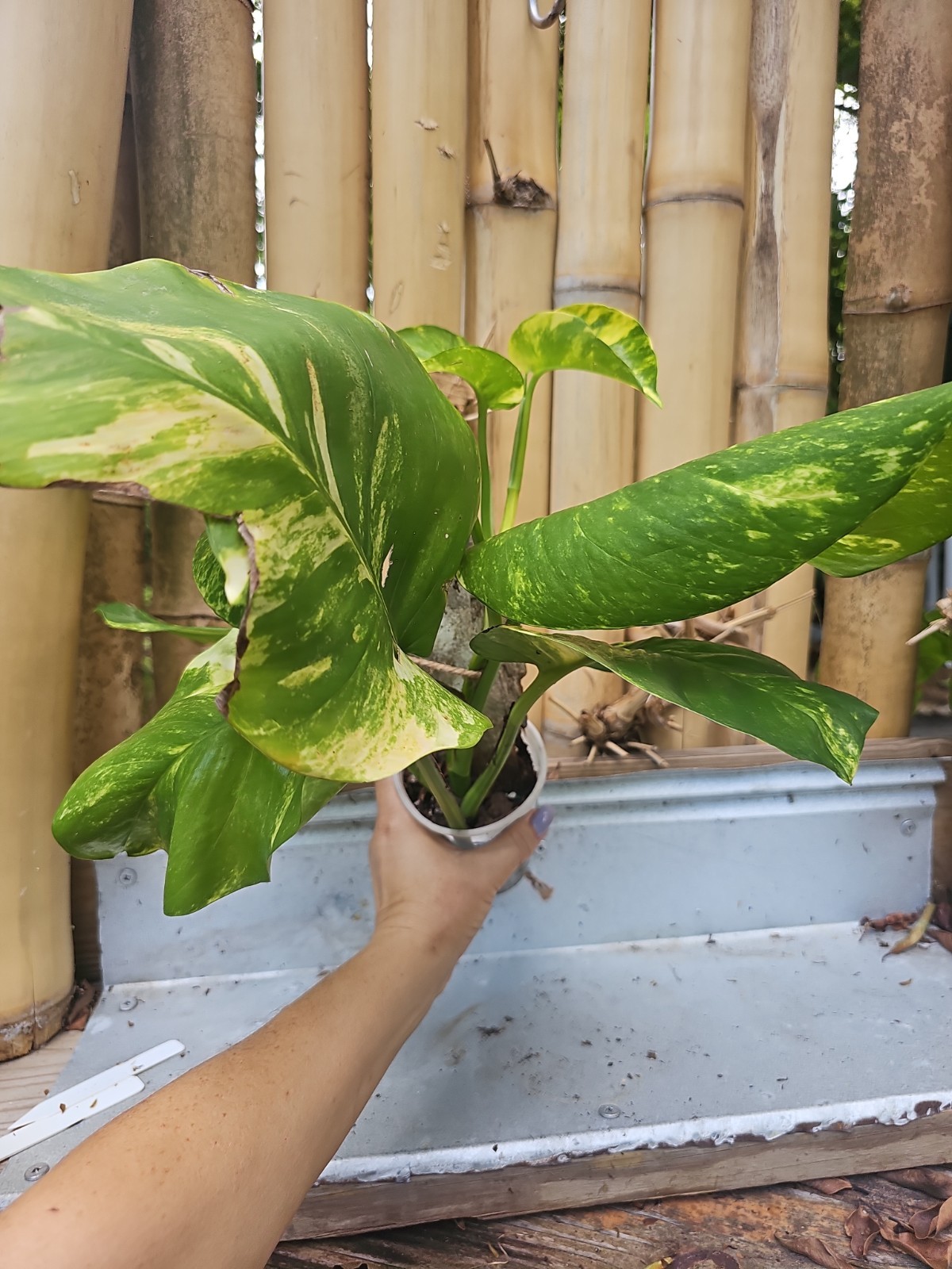 GIANT Variegated Golden Pothos Climbing hawaiian Large TRUNK NOT MONSTERA Mature