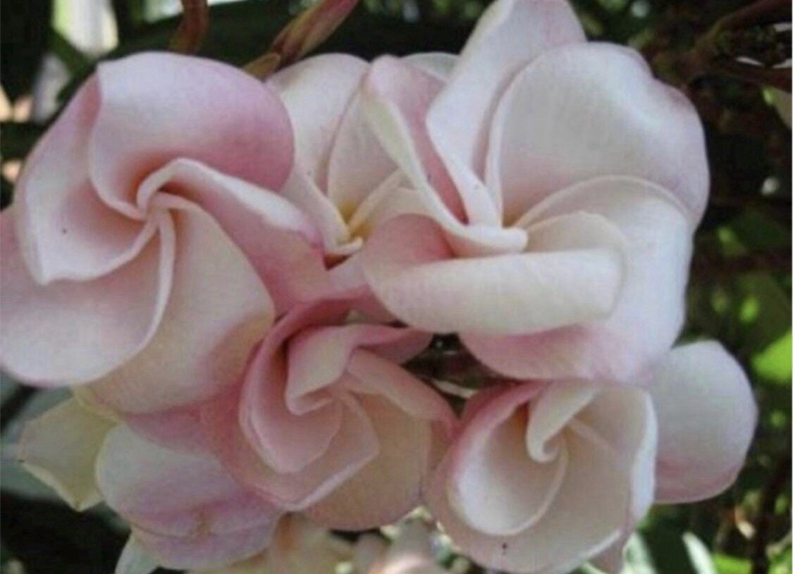 ROOTED PLUMERIA PLANT CUTTING ~ SIAM TULIP ~ 14″ WITH 2 TIPS