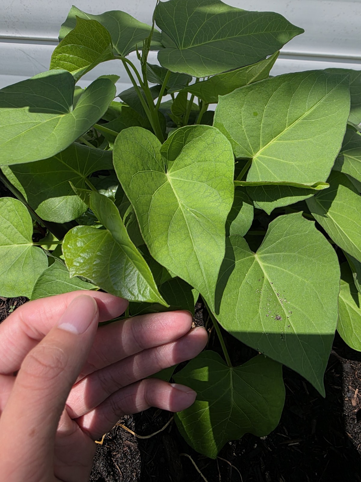 White Hannah x Red Garnet Yam Rooted Slips Premium Rare Variety Pack – 10 Total