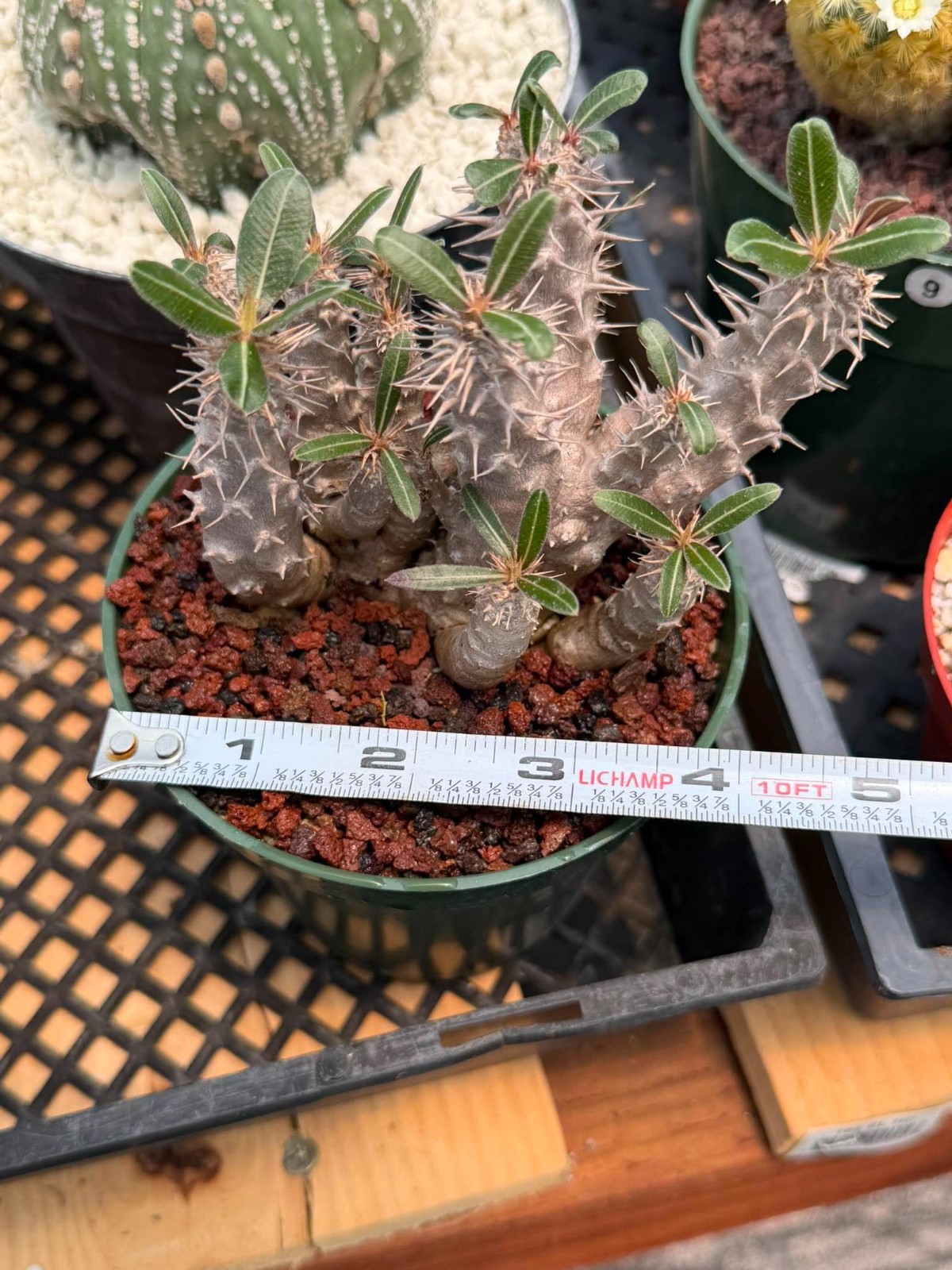 Pachypodium Rosulatum – Rare Succulent Caudex Plant – Live Collectors Specimen