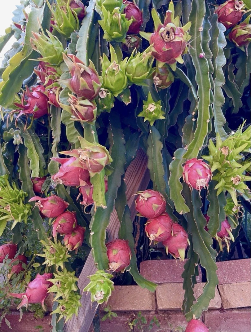Sugar Dragon American Beauty,shayana dragon, Fruit cutting pitaya cactus 8-12”