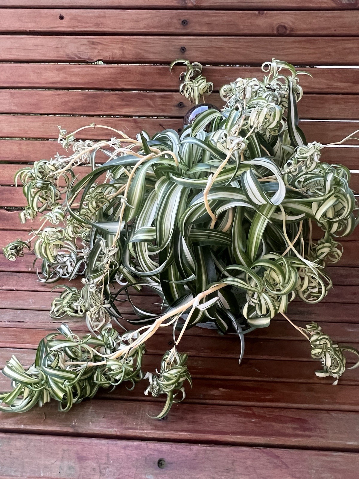 Variegated Bonnie Curly Spider Chlorophytum Comosum 2 Live Plant Babies Cuttings