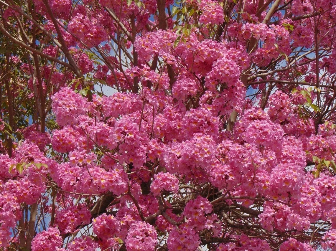 24”-36” Tabebuia Trumpet Tree-Tabebuia heterophylla-Rooted Starter Plant