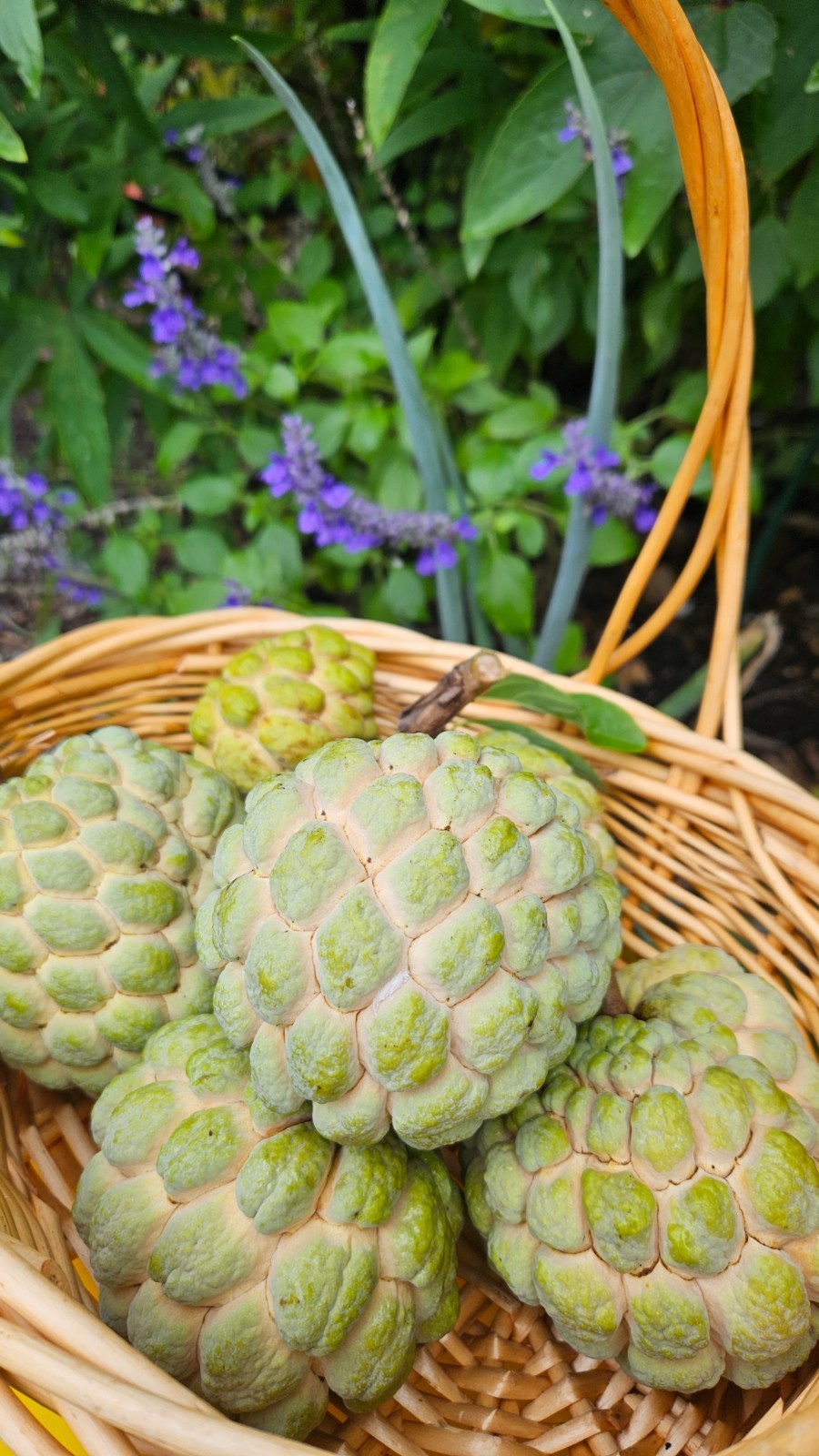 Organic Sugar Apple Seeds 60 pieces Annona Squamosa FRESH HARVEST 9/2025