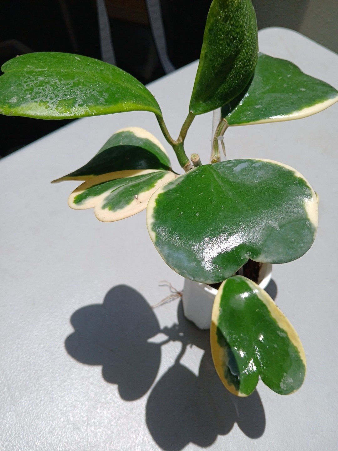 #913- HOYA KERRI VARIEGATED LIVE PLANT, LARGE LEAF, LARGE PLANT,