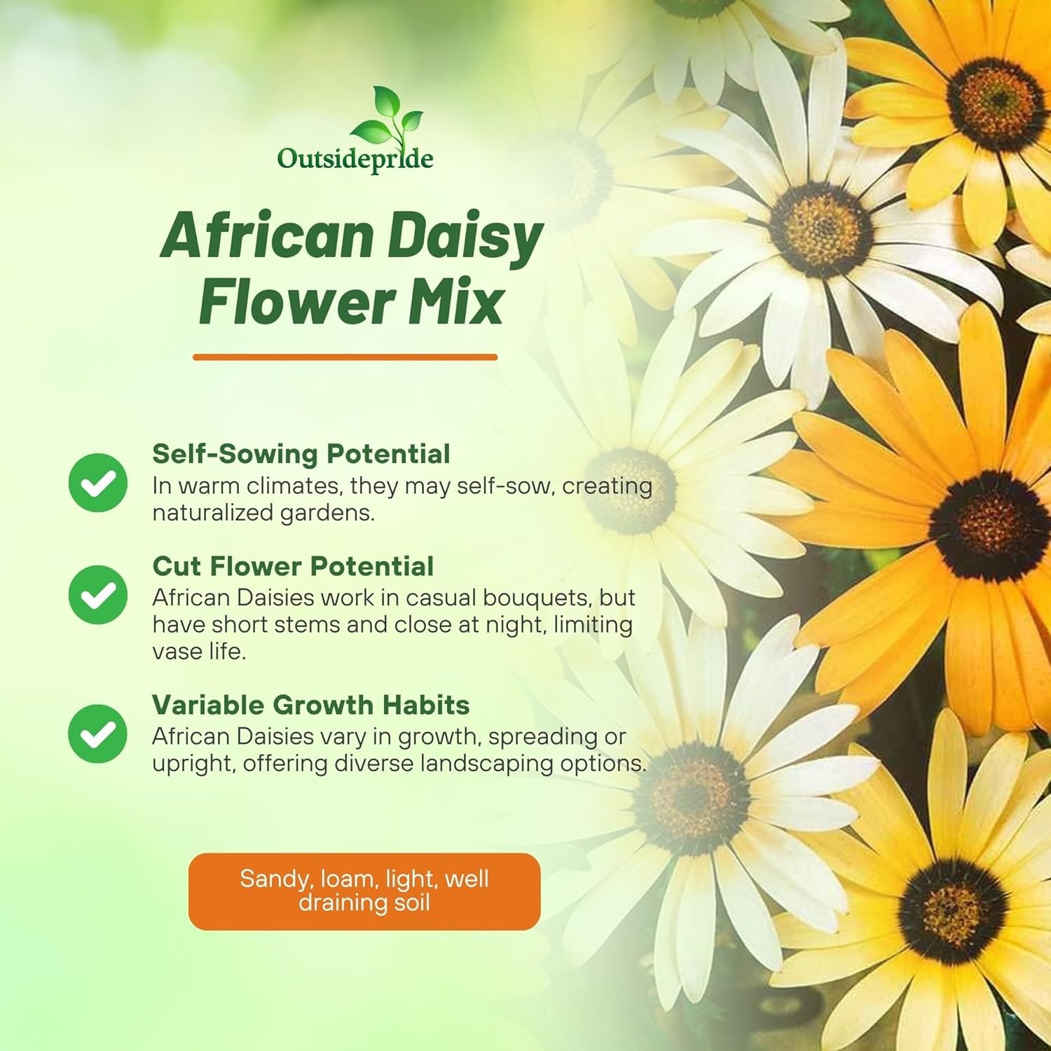 5000 Seeds African Daisy Seed Mix For Planting – Wild Flower Seeds For