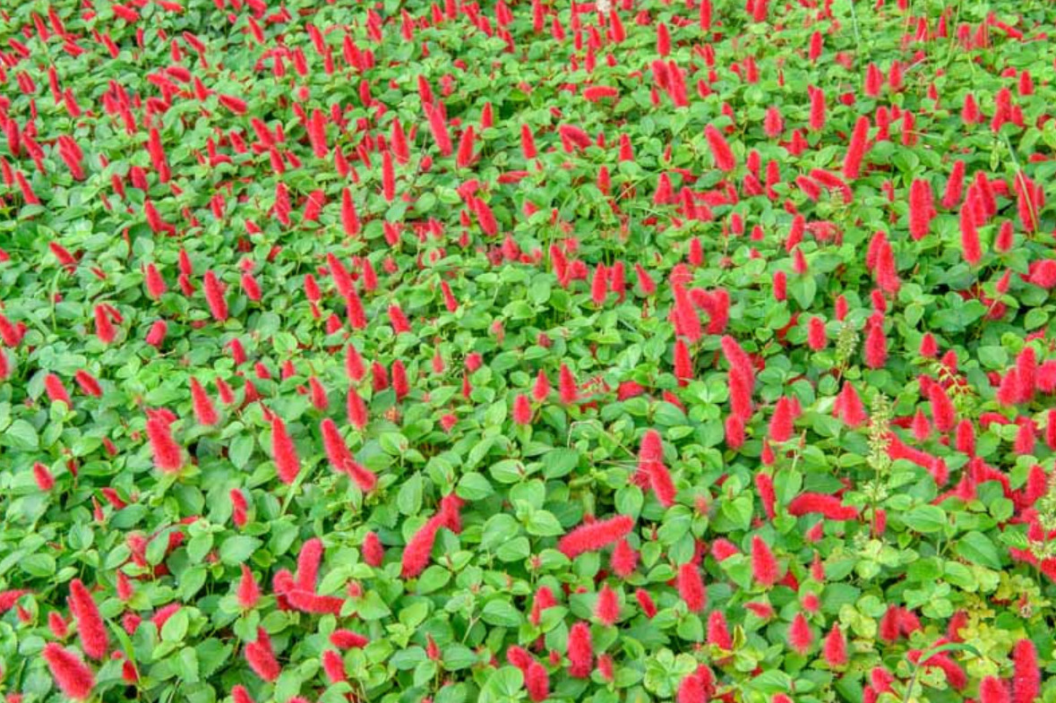 3 Live Chenille Firetail Acalypha Plants – 4–6 Inch Tall – Ships No Pot
