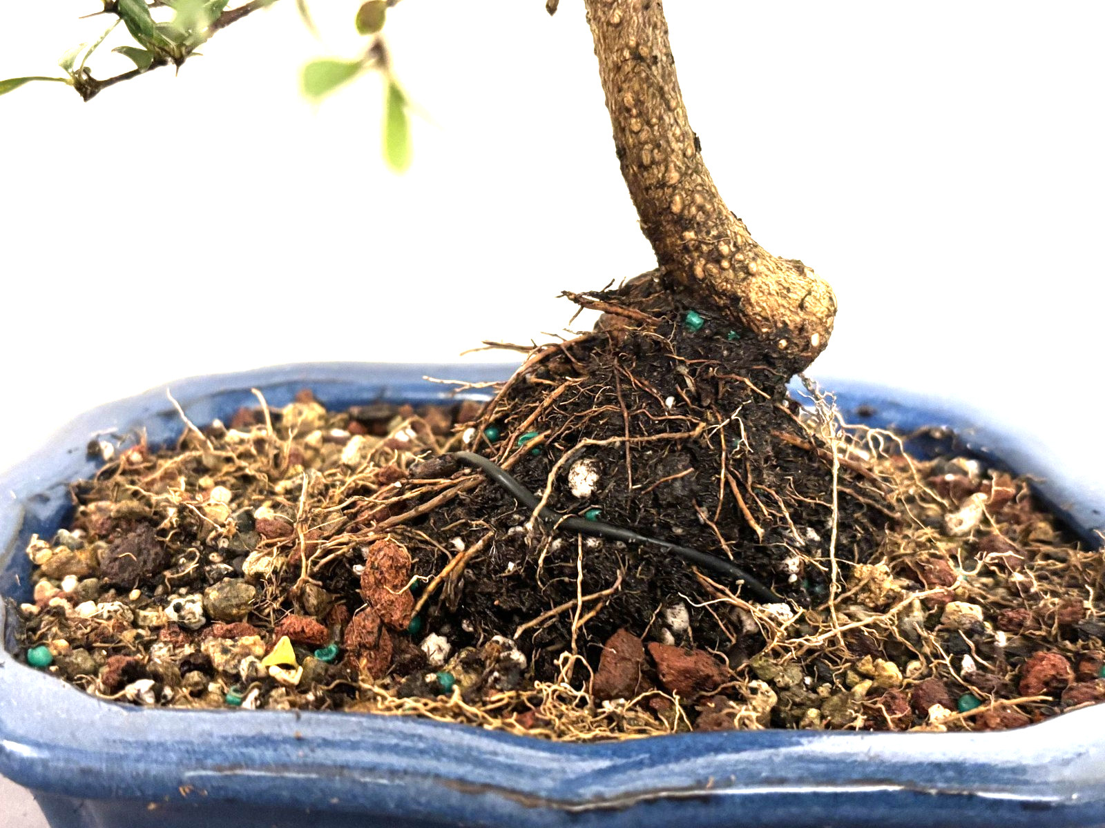 Dwarf Black Olive (Bucida Spinosa) Bonsai – Plant – Kifu Size