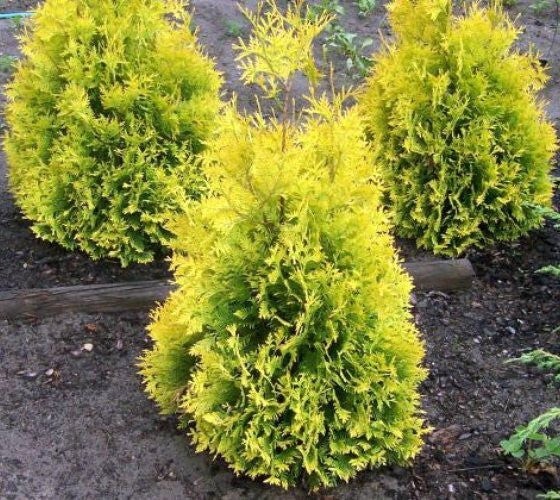Sunkist Arborvitae ( Thuja occidentalis ) – Live Plant – ( 1 QT )