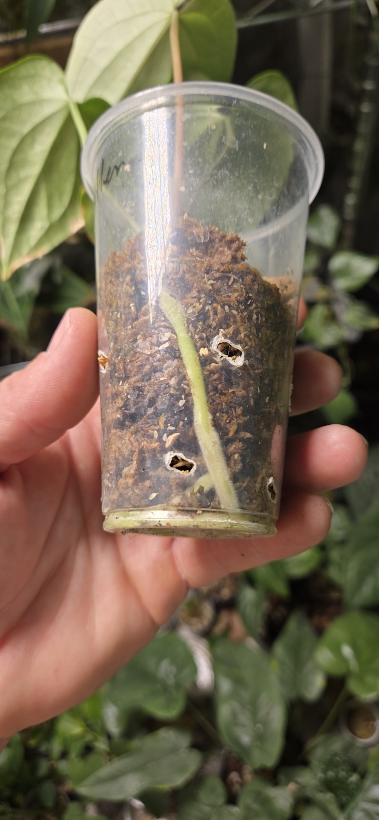 Anthurium yetlense Un-numbered Wild Clone
