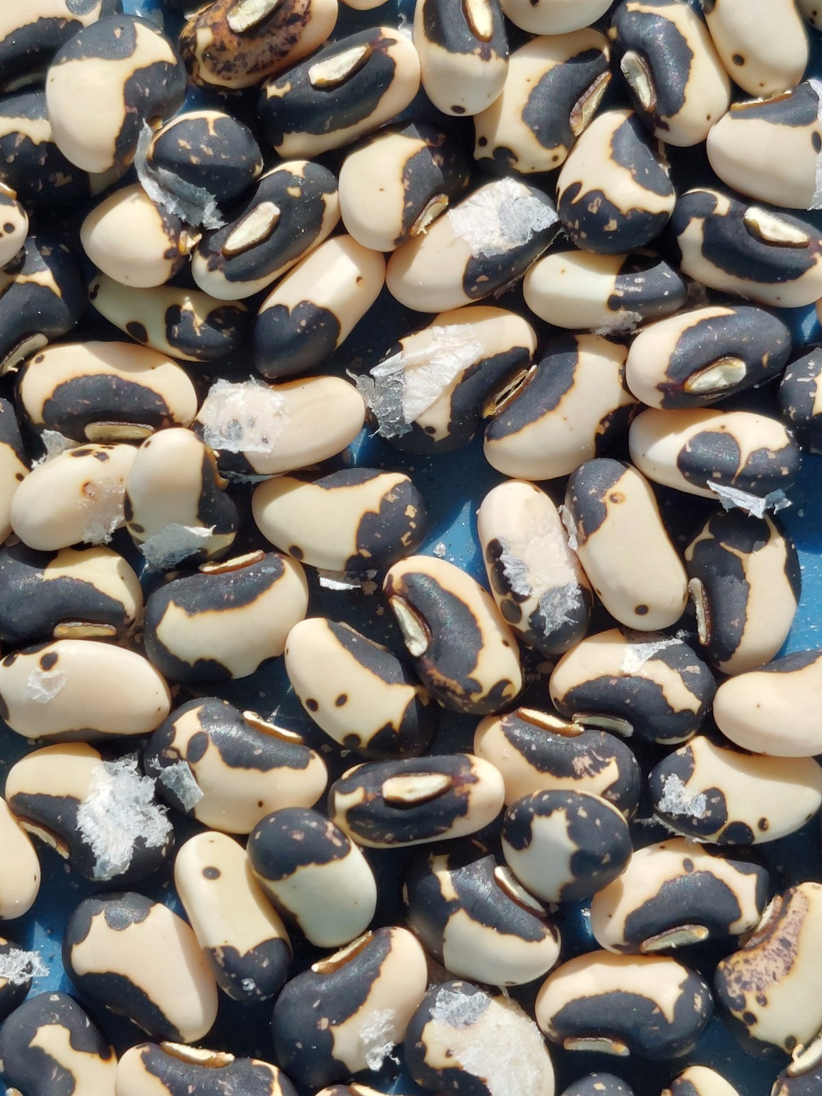 Thai Soldier long bean (Vigna unguiculata) 50 seeds. Harvested Dec 2025!