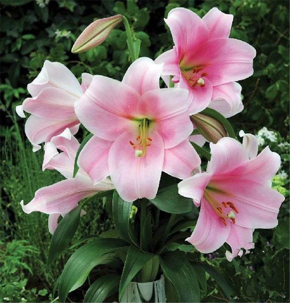 20 LILY FLOWER SEEDS rare exotic bloom blossom plant garden bush for germination