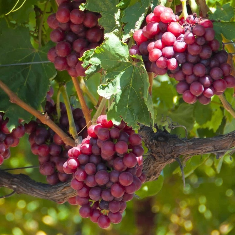 RELIANCE RED SEEDLESS GRAPE 1-2 yr Old Well Rooted Live Vine Plant SHIPPING NOW