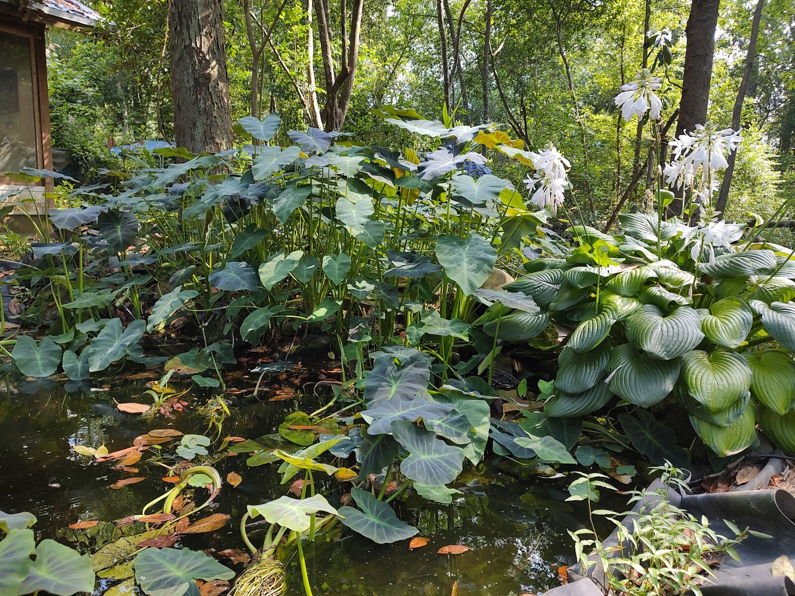 5 Colocasia ‘Black Beauty’ PLANTS (Not Little Starter Plants) Elephant Ear