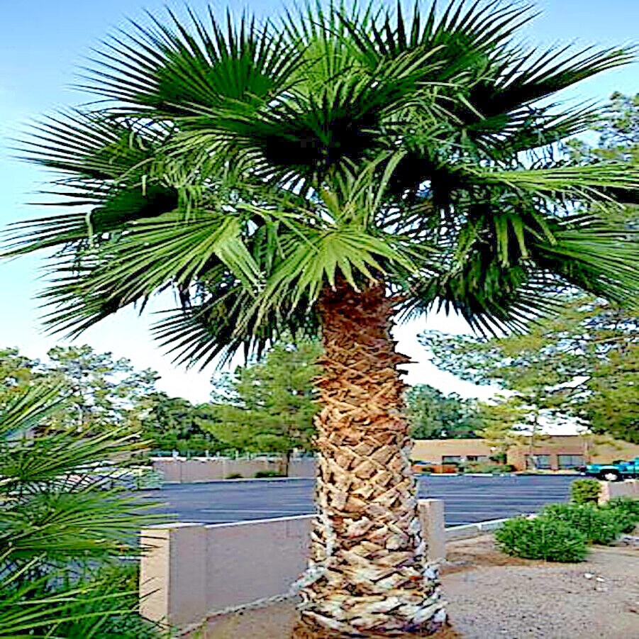 10 Mexican Fan Palm Tree Seeds (Washingtonia robusta) Tropical Cold Hardy Plant