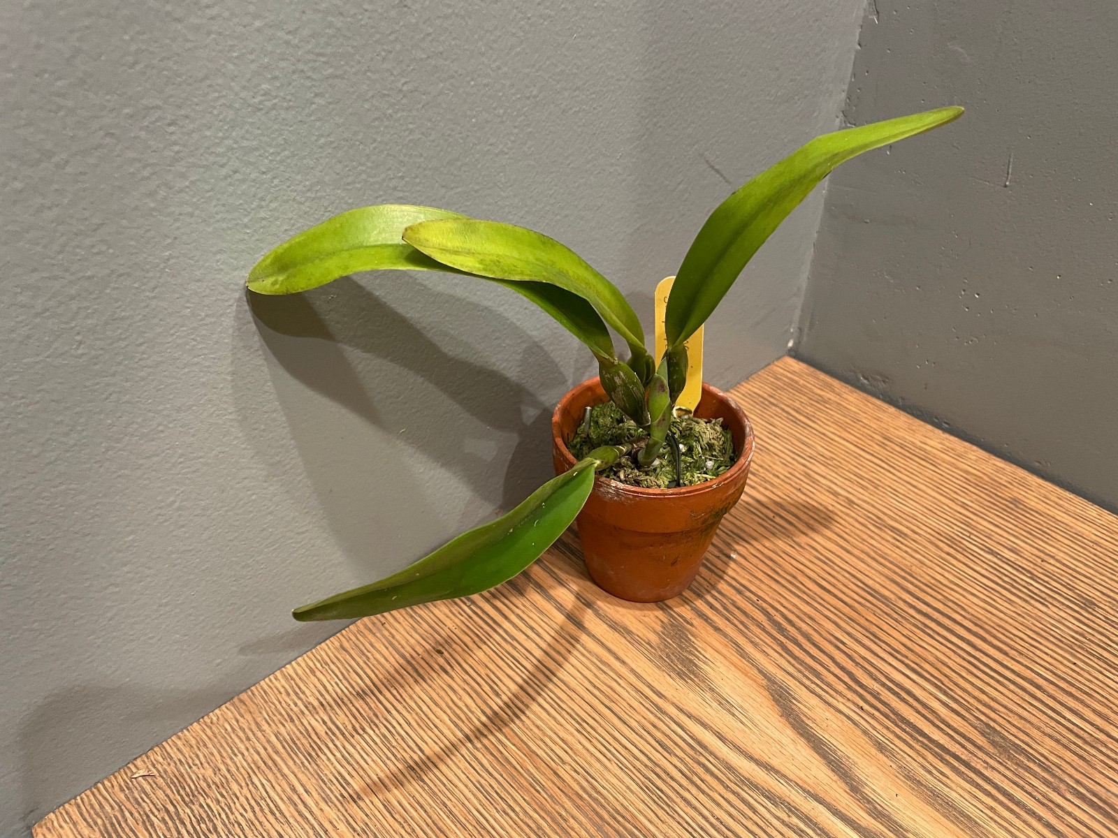 C. trianaei `Jungle Feather’ JC/AOS (A) Original Division Cattleya Orchid Plant