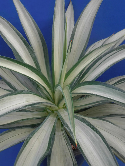 Agave desmettiana “Quicksilver” Variegated Agave Starter Plant 5″-8″ Wide RARE
