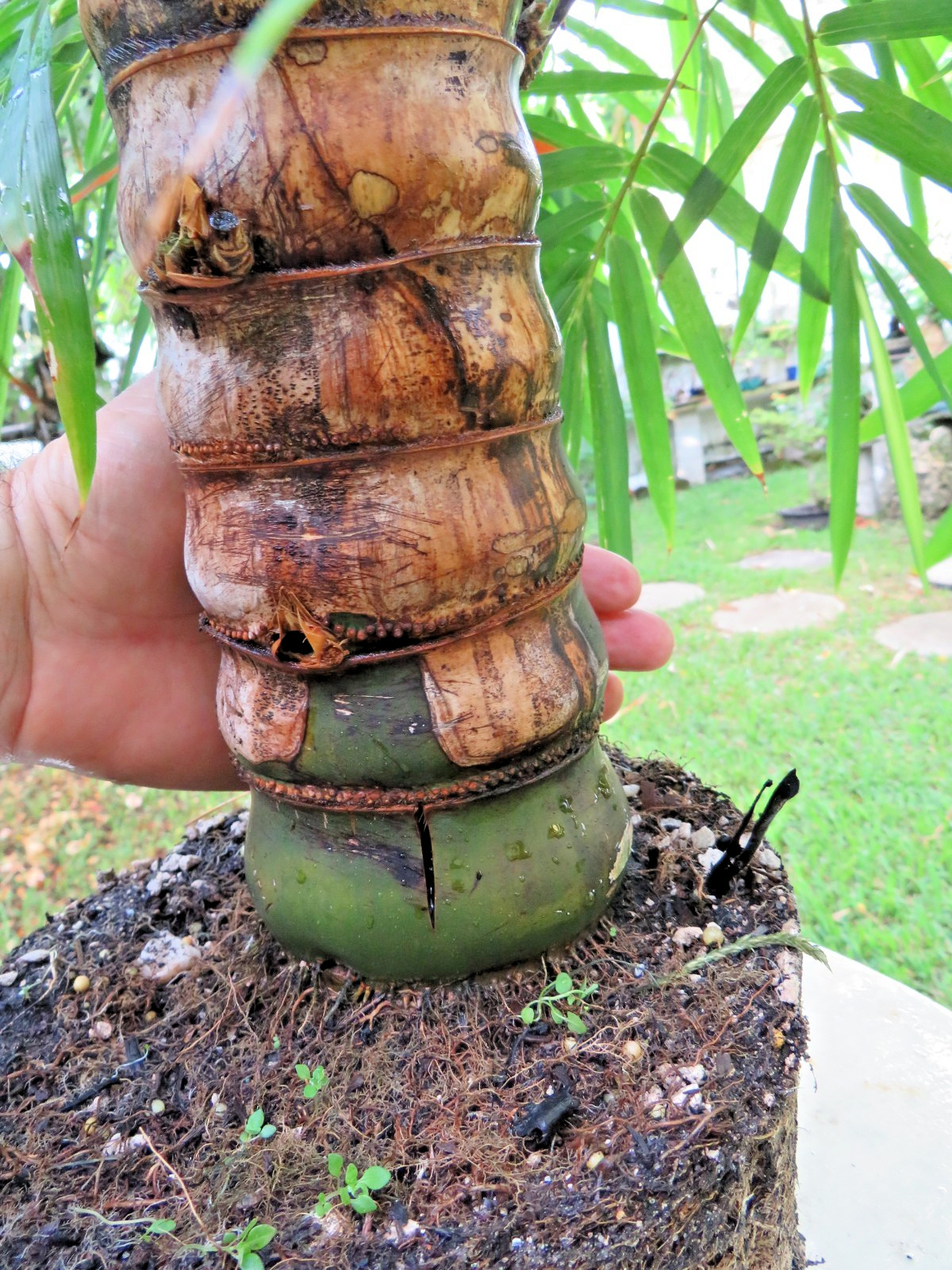 Buddha Belly Bamboo Thick trunk Bambusa ventricosa Exotic Tropical Bonsai Plant