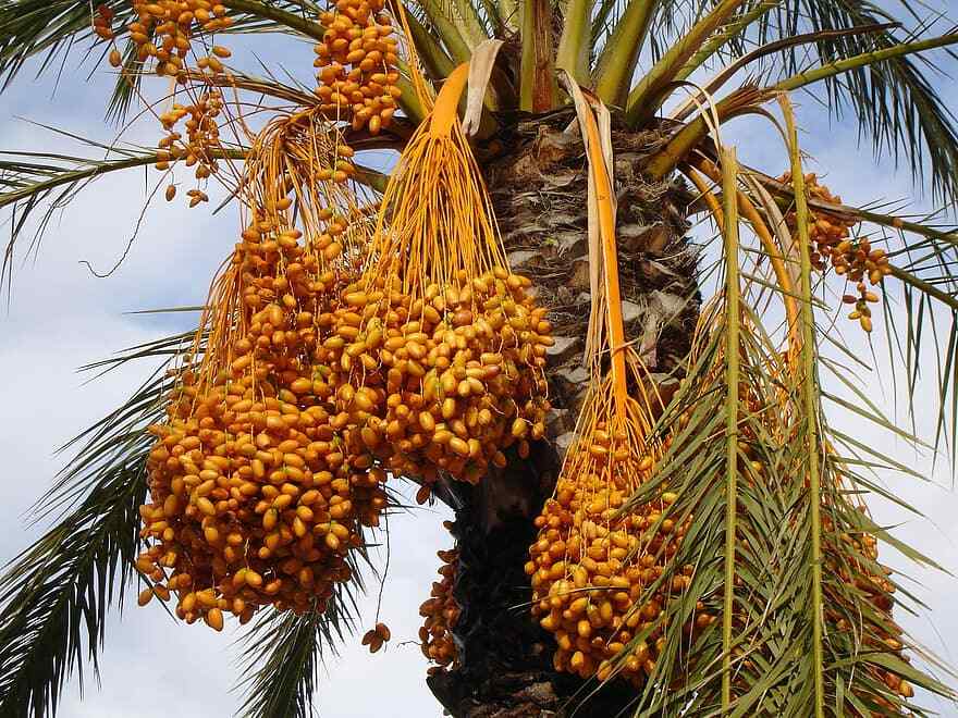 MEDJOOL DATE PALM TREE SEEDS, Phoenix Dactylifera, Edible Fruit – 10 Seeds (011)