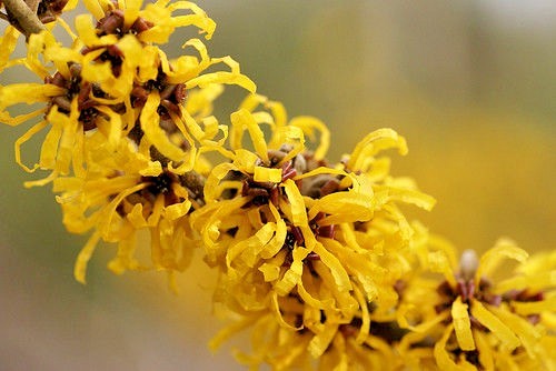 10 DOERAK WITCH HAZEL SEEDS – Hamamelis × intermedia ” doerak “