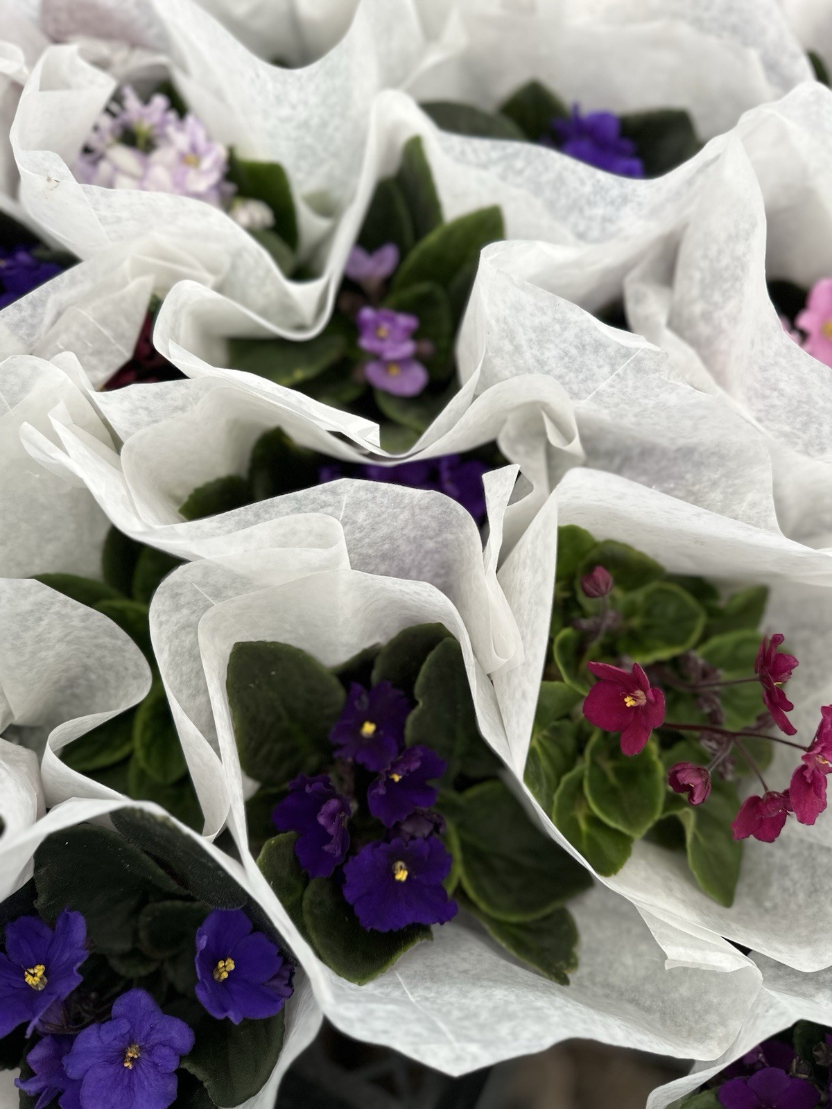 African Violet Plant 4” Live Plant Flower Starter Pot