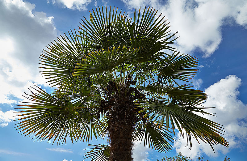 Trachycarpus fortunei BULGARIA WINDMILL PALM – HARDY Seeds!