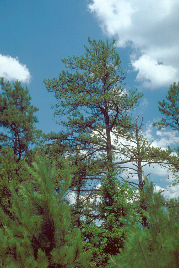SHORTLEAF PINE LIVE STARTER TREE Pinus echinata 12+ INCHES
