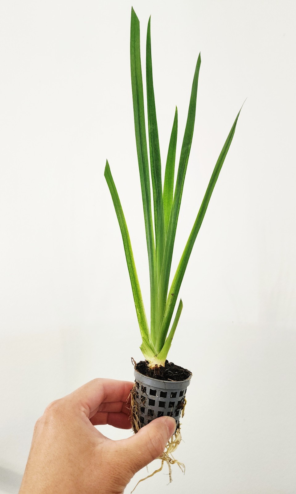 Live Yellow Flag Iris Winter Hardy Aquatic Marginal Pond/Bog Plant