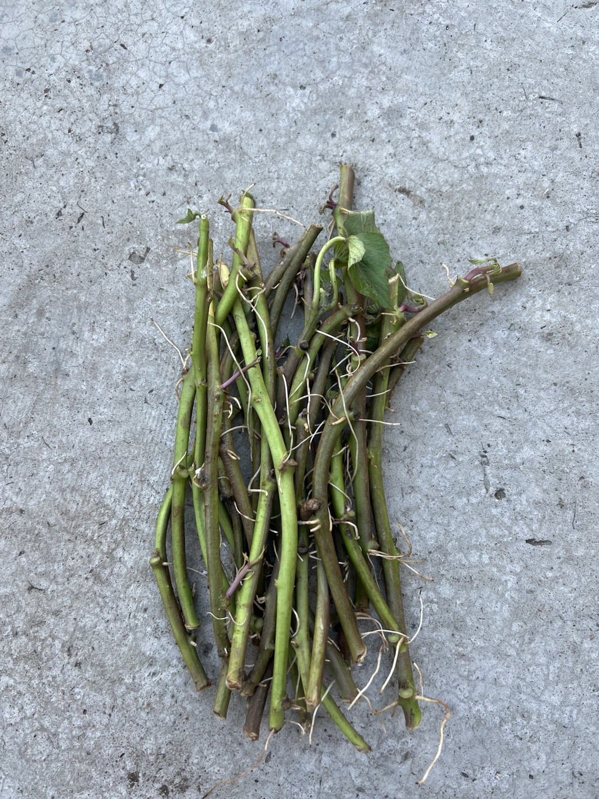 20 Slips Rooted Sweet Potato Slips Cutting Vines Ready To Plant