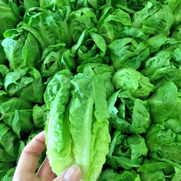 600+LITTLE GEM BUTTERHEAD Seed Leaf Lettuce Organic Spring Fall Garden Container