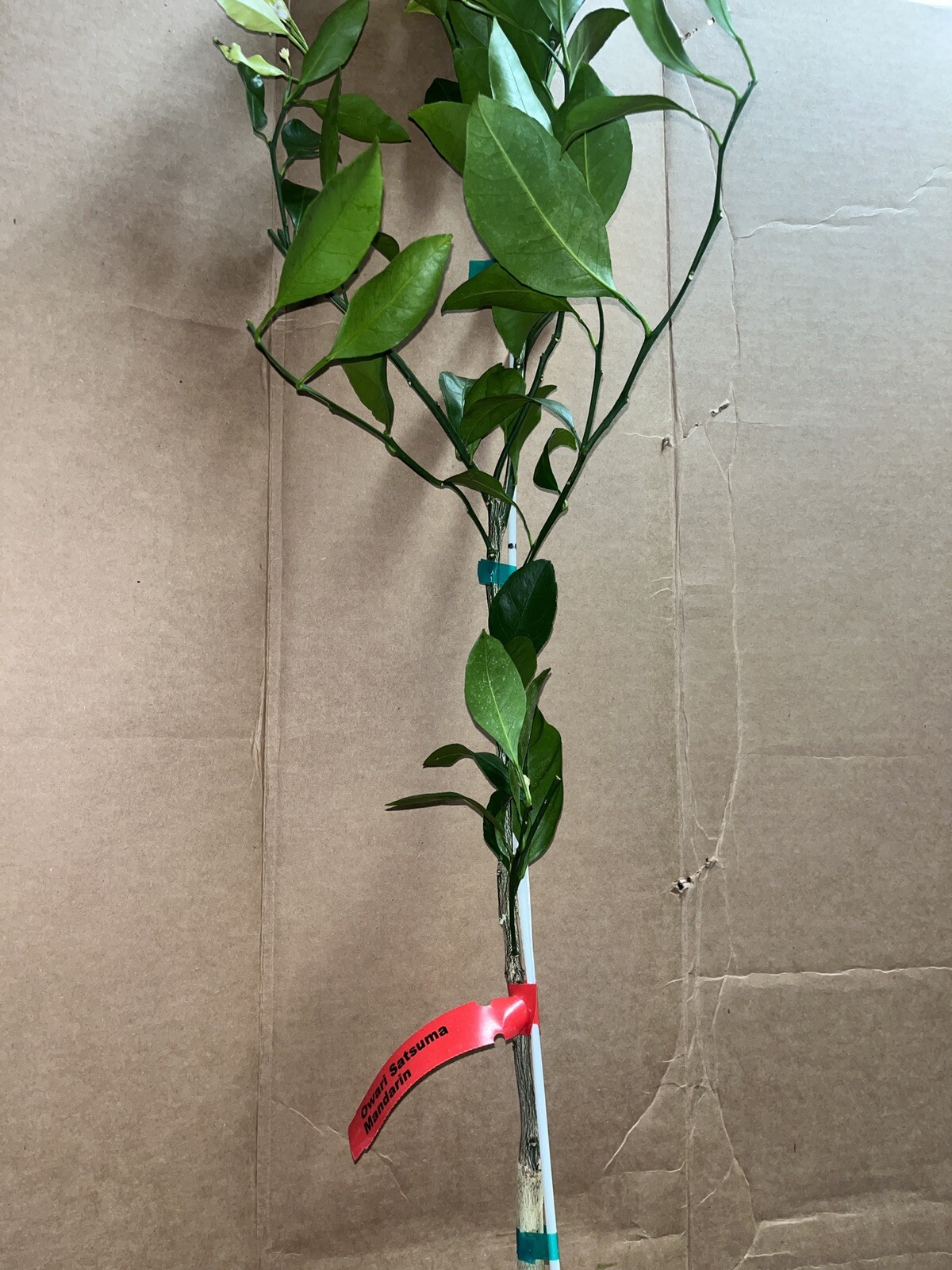 California only!! Owari Satsuma Semi-Dwarf Mandarin 25-36″ tall