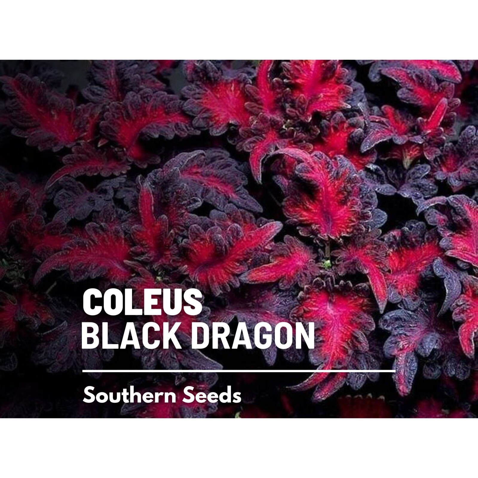 Coleus, Black Dragon (Plectranthus scutellarioides) – 20 Seeds – Heirloom Plant