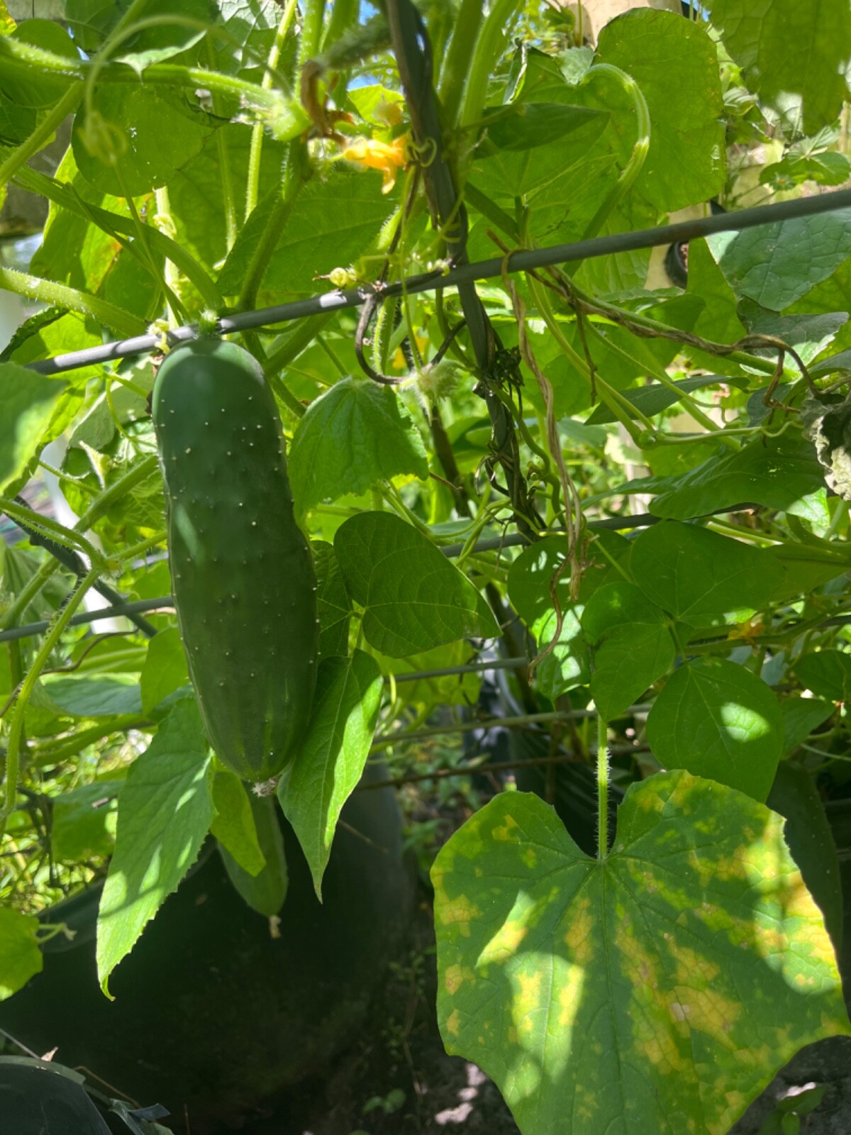 Poinsett 76 Cucumber slicing seeds Organic Non GMO Heirloom 25 + seeds
