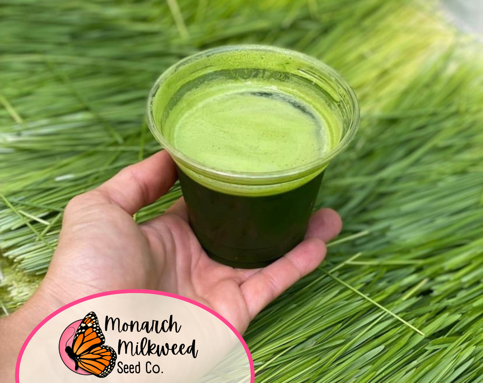 625+ Wheatgrass Seeds for Growing Catgrass or Wheatgrass Juicing, Superfood