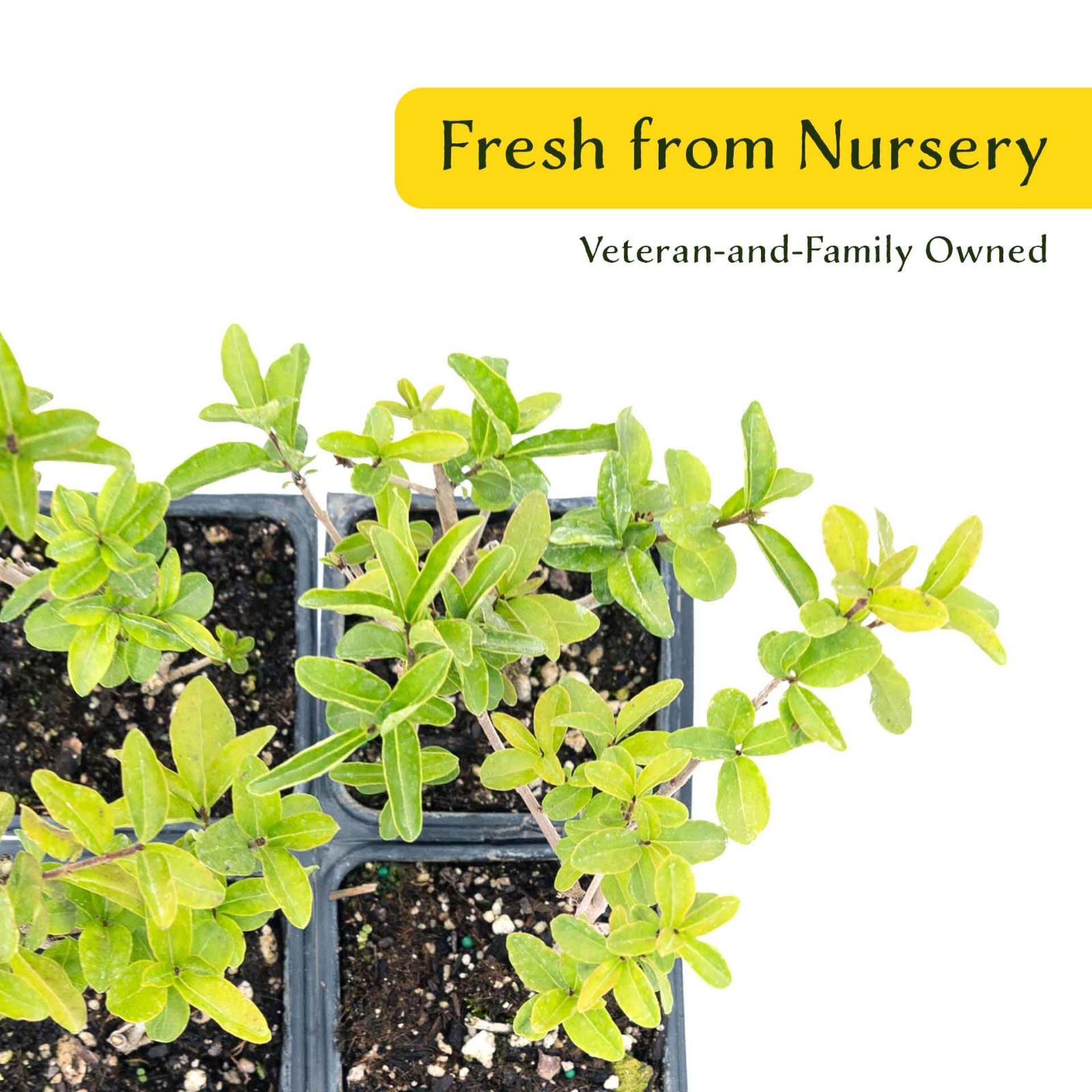 2 Lodense Privet Plants in 3.5″ Cubes, Compact Dwarf Evergreen Shrub (Ligustrum)