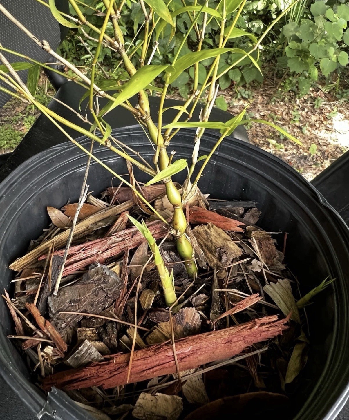 Buddha belly bamboo Valued XL rhizome division