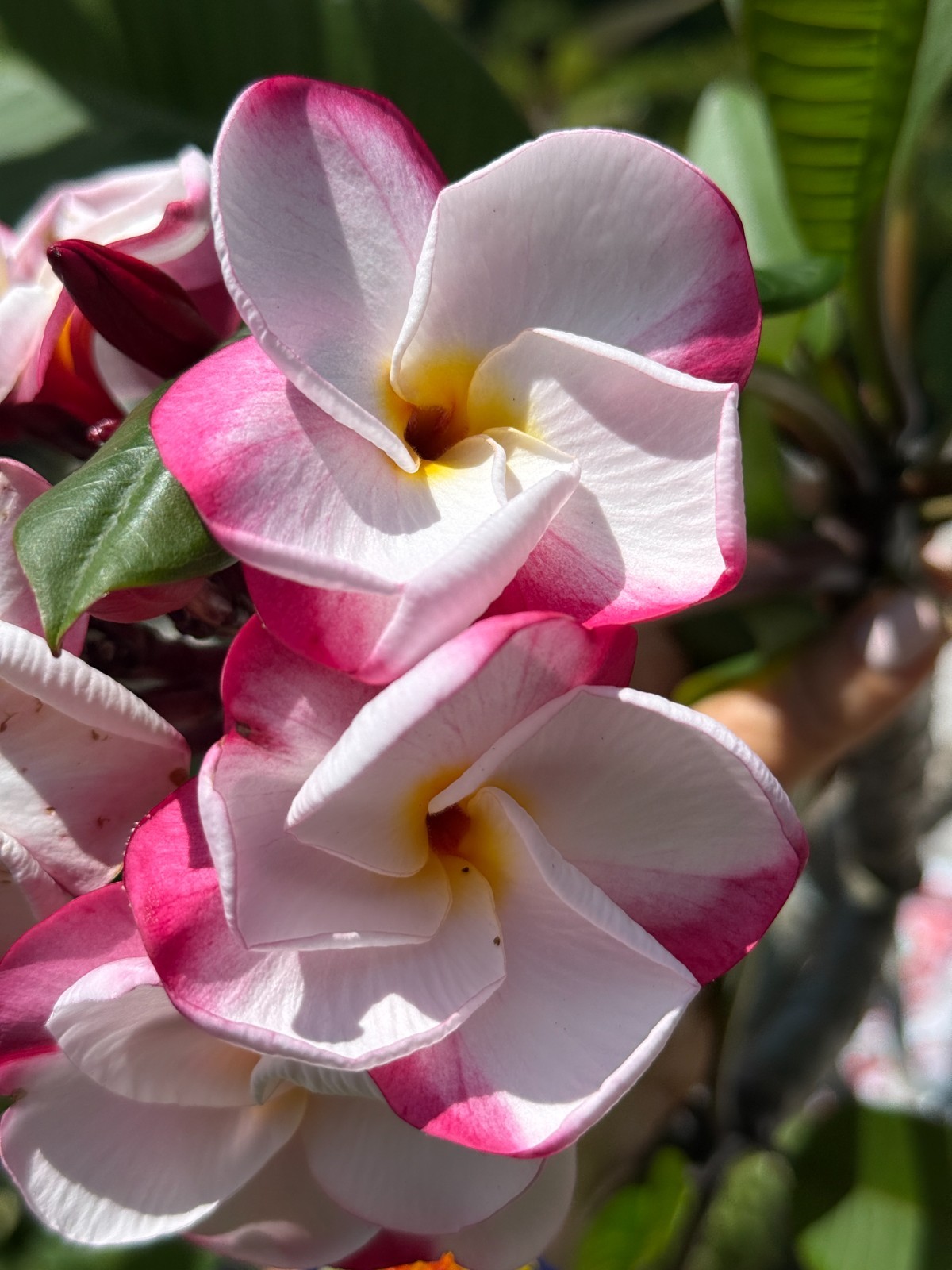 RARE Plumeria JL PINK PANSY Fresh Cutting 1-2-3 Tips Thai import – US Seller