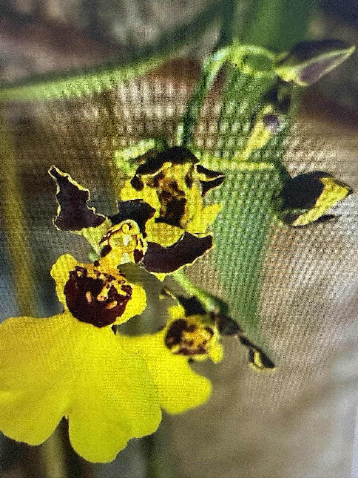 ORCHID Plants 10 Onciduim bulbs $2. each 10 minimum not marked br